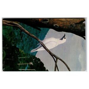 Naked Throated Bell Bird Painting Postcard - Pittsburgh Aviary Art